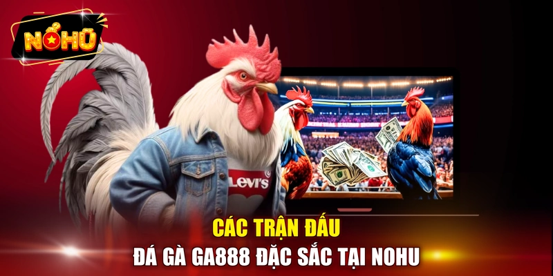 Các trận đấu đá gà GA888 đặc sắc tại NOHU